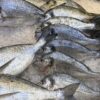 Свежая рыба, выложенная на дроблёном льду